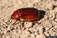 May or June Beetle Adult